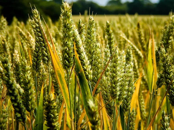 Campo de milho em Norfolk — Fotografia de Stock