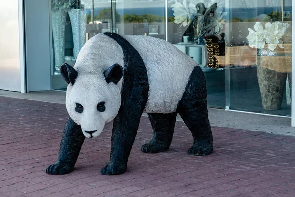 熊猫后卫 — 图库照片