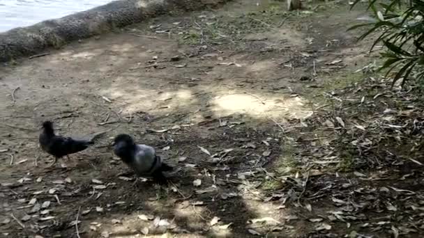 Pombos em jogo no parque — Vídeo de Stock