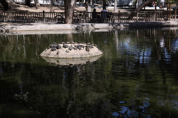 Turtles on island — Stock Photo, Image