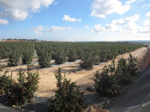 Orangenplantage — Stockfoto