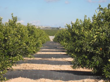 Turuncu meyve bahçesi Grove