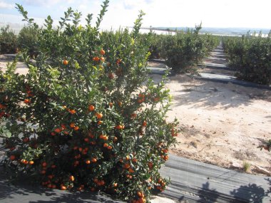Turuncu meyve bahçesi Grove