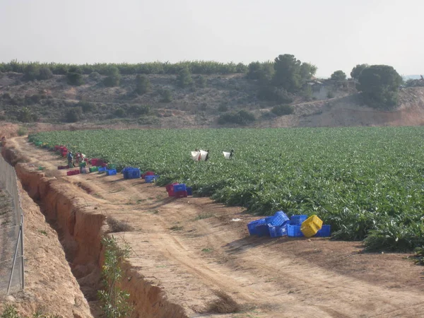 Сельскохозяйственные работники собирают урожай — стоковое фото