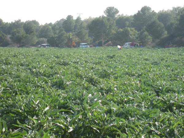 Landarbeiter pflücken Ernte — Stockfoto