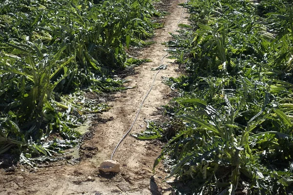 Wind damaged crops — Stock Photo, Image