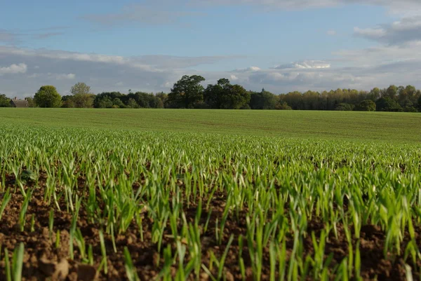 Campo in primavera con germogli — Foto Stock