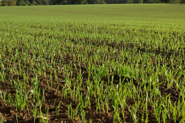 Campo en primavera con brotes — Foto de Stock