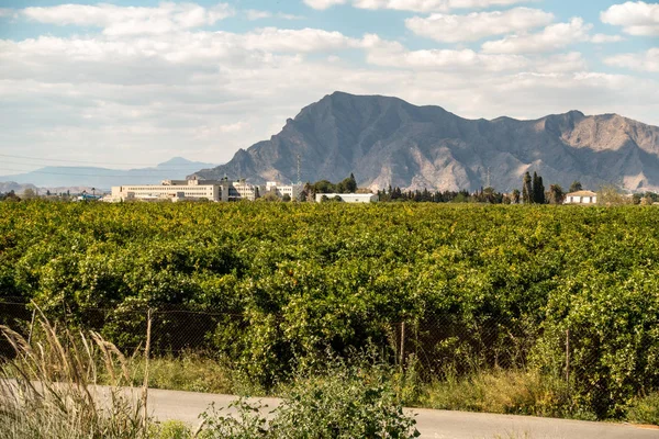 Mountain view, mint Orchard — Stock Fotó