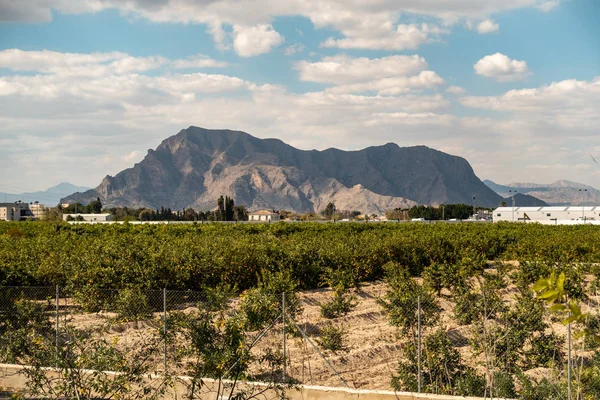 Mountain view, mint Orchard — Stock Fotó