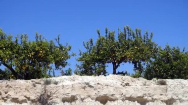 Portakal ağaçları kaydırma atış