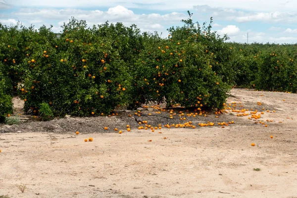 Alimentos desperdiciados en el suelo — Foto de Stock