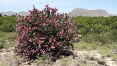 Görünüm meyve bahçesi dağ