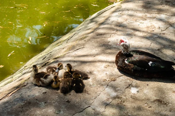 Ducklings i vila — Stockfoto