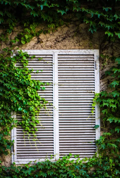 Old Window Shutters Covered Ivy Plant Tbilisi Downtown — Stock Photo, Image