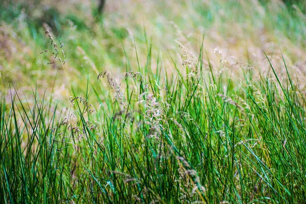 Sommar Vall Som Naturlig Bakgrund Med Kopierings Utrymme — Stockfoto