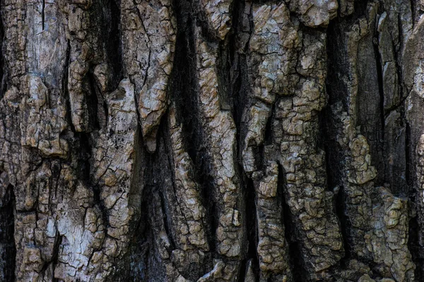 Oak Tree Trunck Closeup Natural Background Copy Space — Stock Photo, Image