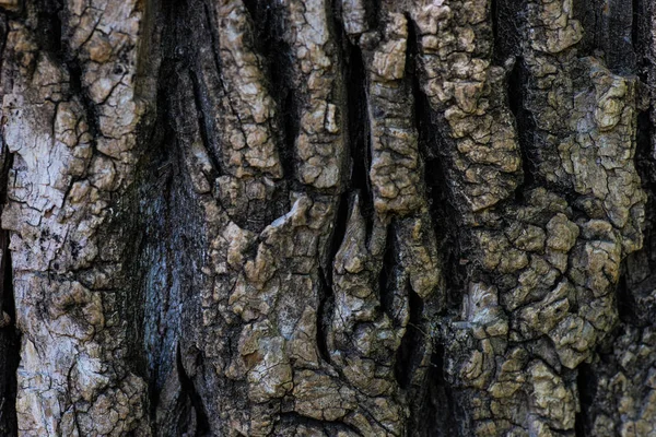 Oak Tree Trunck Closeup Natural Background Copy Space — Stock Photo, Image