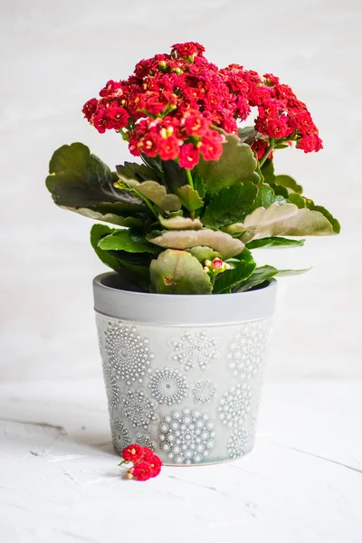 Kalanchoe Blossfeldiana Blooming Plant Pot Table — Stock Photo, Image
