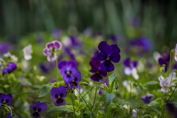 Tarjeta Floral Verano Con Jardín Luminoso Flores Viola Tricolor —  Fotos de Stock