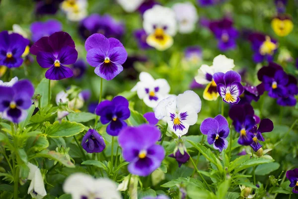 Tarjeta Floral Verano Con Jardín Luminoso Flores Viola Tricolor —  Fotos de Stock