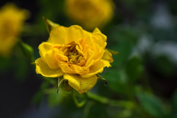 Belles Roses Sur Brousse Dans Jardin Été Après Pluie — Photo