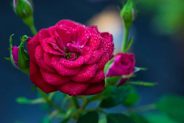 雨后的夏日花园里的灌木上美丽的玫瑰花 — 图库照片