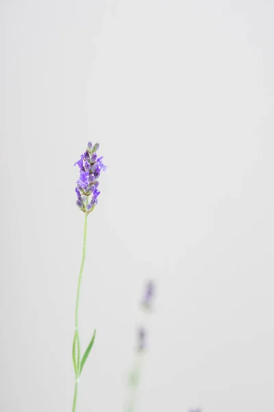 Primer Plano Flor Lavanda Púrpura Sobre Fondo Blanco —  Fotos de Stock