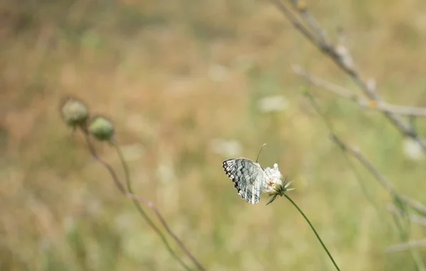 Mariposa Azul Común Las Flores Prado Montaña Verano — Foto de Stock