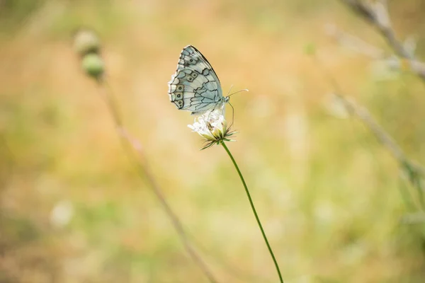 Papillon Bleu Commun Sur Les Fleurs Dans Prairie Montagne Été — Photo