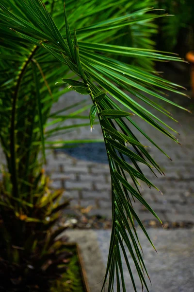 Foglie Palma Come Sfondo Tropicale Con Spazio Copia — Foto Stock