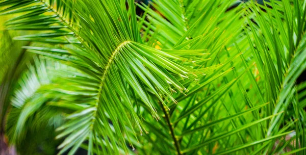 Feuilles Palmier Comme Arrière Plan Tropical Avec Espace Copie — Photo