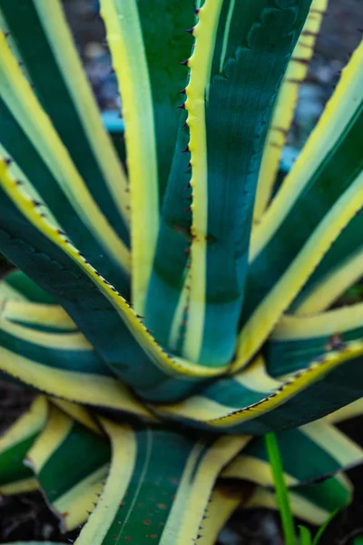Messicano Foglie Cactus Agave Come Sfondo Naturale Con Spazio Copia — Foto Stock