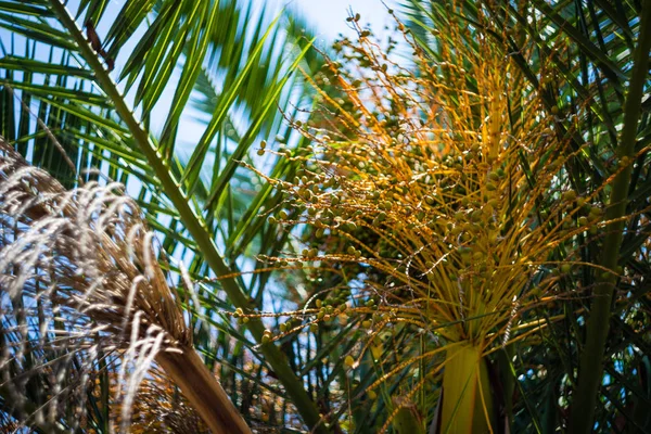 Feuilles Palmier Comme Arrière Plan Tropical Avec Espace Copie — Photo