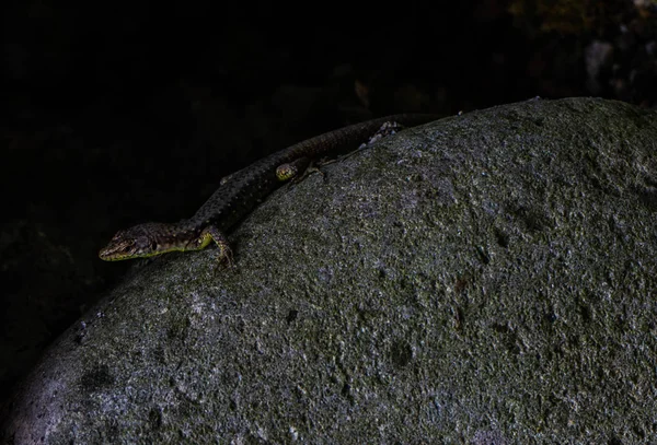 Pequeno Lagarto Uma Pedra Uma Floresta Tropical — Fotografia de Stock