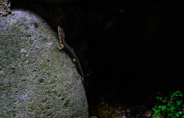 Pequeno Lagarto Uma Pedra Uma Floresta Tropical — Fotografia de Stock