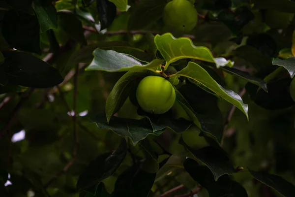 Persimmon Owoc Drzewie Czasie Dnia Ogród — Zdjęcie stockowe