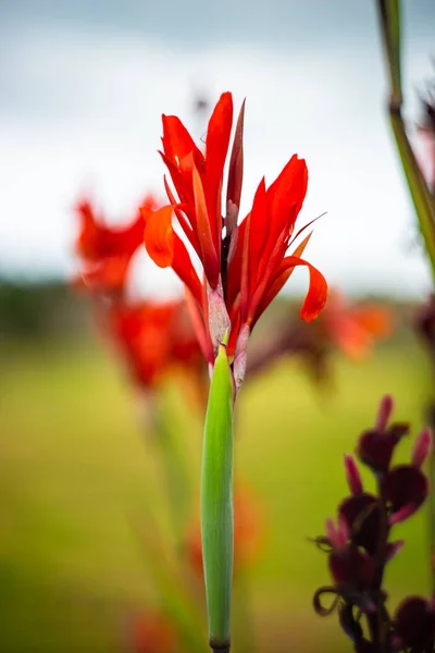 Canna Lilly Flower Einem Tropischen Garten Freien — Stockfoto