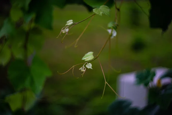 Folhas Verdes Brilhantes Videira Uva Como Fundo Natural — Fotografia de Stock