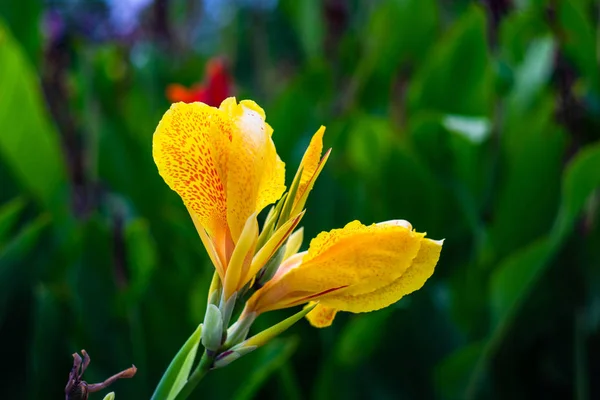 Квітка Канни Ліллі Тропічному Саду Відкритому Повітрі — стокове фото