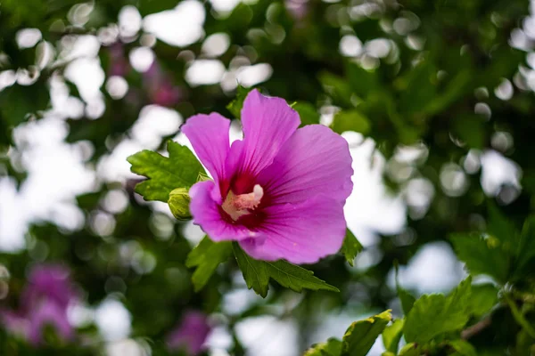 Fiori Sull Albero Ibisco Nel Giardino Tropicale — Foto Stock