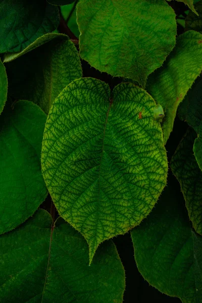 Hojas Plantas Tropicales Brillantes Como Fondo Antural Diseño Minimalista — Foto de Stock