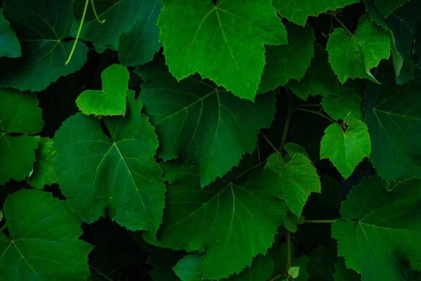 Ljust Gröna Blad Druvsorter Som Naturlig Bakgrund — Stockfoto