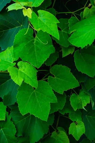 Ljust Gröna Blad Druvsorter Som Naturlig Bakgrund — Stockfoto