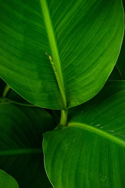 Bright Tropical Plant Leaves Antural Background Minimalistic Layout — Stock Photo, Image