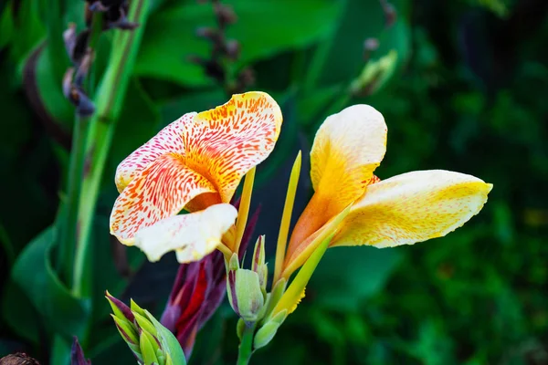 Canna Lilly Flower Tropikalnym Ogrodem Odkryty — Zdjęcie stockowe