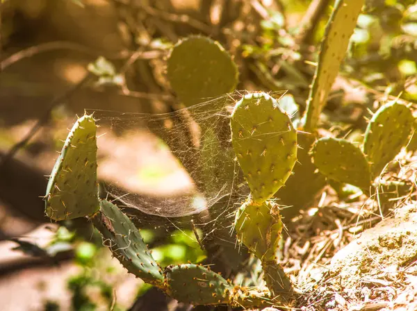Opuntia Cactus Tropical Garden Natural Background — Stock Photo, Image