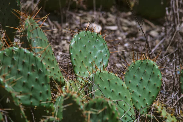 Opuntia Cactus Giardino Tropicale Come Sfondo Naturale — Foto Stock