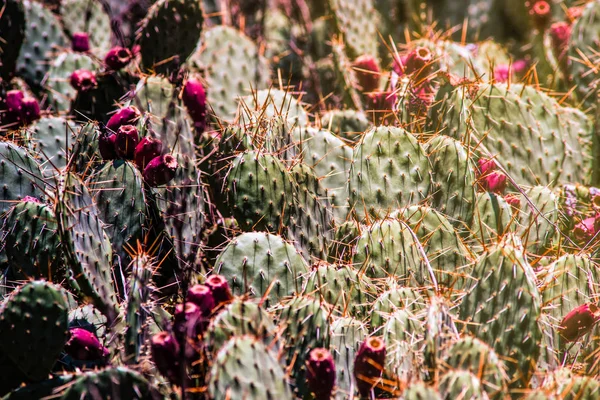 Cactus Opuntia Jardín Tropical Como Fondo Natural — Foto de Stock