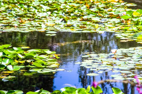 정원에서 연못에 — 스톡 사진
